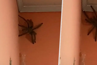 Žena natočila ve svém domě obludně velkého pavouka: Zapalte celý dům, apelují lidé na sítích