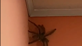 Žena natočila ve svém domě v Karibiku obludně velkého pavouka.