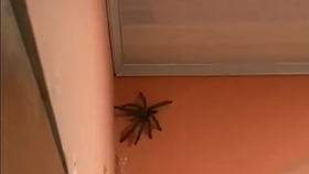 Žena natočila ve svém domě v Karibiku obludně velkého pavouka.