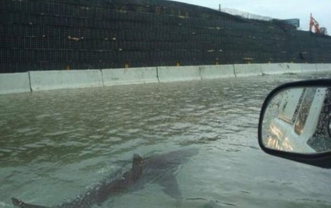 Že při povodni plave městem žralok, bývá už tradičním pokusem vtipálků. Jeden takový také začal instagramový snímek šířit.