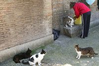 Sousedé udali důchodkyni za krmení toulavých koček. Má jít do vězení