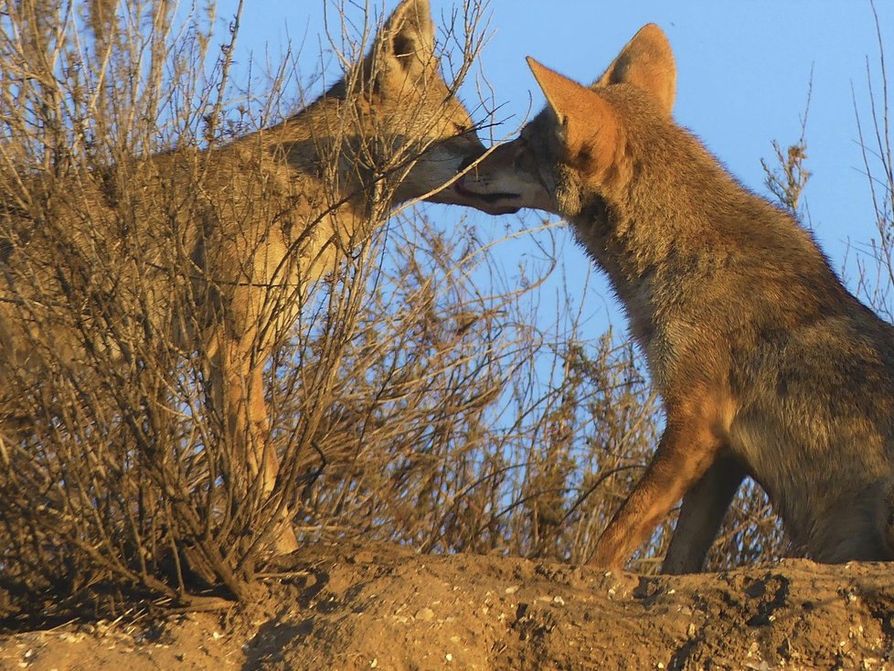 Kojot prérijní