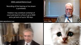 Místo právníka bylo u soudu smutné kotě. Soudce mu na online jednání radil vypnout filtr