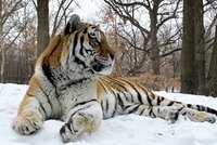 Zemřel nám Putin! Návštěvníky i ošetřovatele zdrtila nenadálá smrt českého tygra v americké zoo