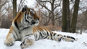 Zemřel nám Putin! Návštěvníky i ošetřovatele zdrtila nenadálá smrt českého tygra v americké zoo