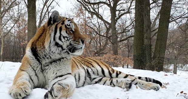 V minnesotské zoo zemřel tygr Putin.