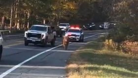 Maggie utekla z farmy v newyorském okrese Putnam