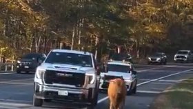 Maggie utekla z farmy v newyorském okrese Putnam