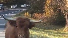 Několik dní byla v lese, pak se dostala až na silnici