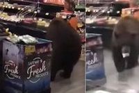Hladový medvěd zavítal do supermarketu: Odešel s jogurtem, už předtím "nakoupil" chipsy