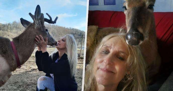 V USA zemřela zakladatelka svatyně pro jeleny, zvířata ji napadla