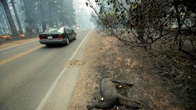 Desetitisíce lidí utíkají před přírodním požárem, jenž se rychle šíří na severu Kalifornie