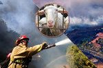 Knihovnu exprezidenta Reagana uchránilo před rychlým šířením ohně stádo koz.
