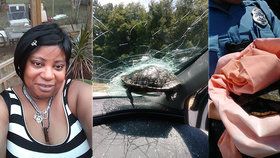 Spolujezdce málem sťala letící želva: Zůstala zaseknutá v předním skle auta!
