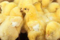 Konec kohoutí „genocidy“. Samčí kuřata našla zastání u vlády, zakázala jejich vybíjení