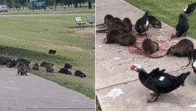 Nutrie se rozmnožily v texaském parku i proto, že mají potravu od lidí, kteří v místě krmí vodní ptáky a další zvířátka.