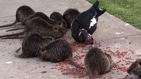 Nutrie se rozmnožily v texaském parku i proto, že mají potravu od lidí, kteří v místě krmí vodní ptáky a další zvířátka.