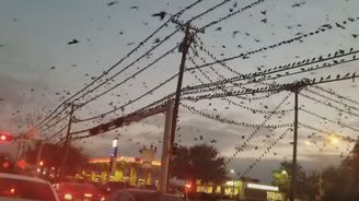 Město v Texasu zažilo nálet ptáků jako z filmového hororu Alfreda Hitchcocka 