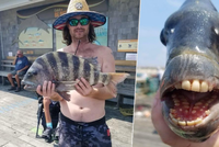 Rybáře šokoval podivný tvor: Z oceánu vylovil rybu s lidskými zuby!