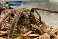 Ani pes, ani kočka. V útulku skončil sklípkan, majitel se odstěhoval a nechal Gwen napospas osudu
