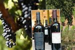 Cena vína rapidně klesá, hroznů je nadbytek. V USA se snižuje počet konzumentů vína.