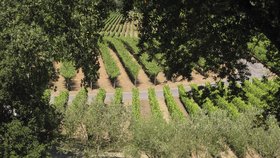 Kalifornská vinice, (ilustrační foto)
