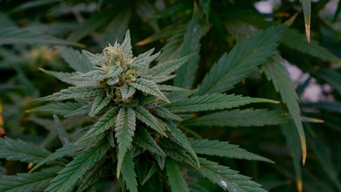 Vzorky pouliční marihuany jsou stále silnější a silnější. Tvrdí to výzkumníci z anglické University of Bath.