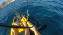útok žraloka kladivouna