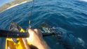 útok žraloka kladivouna