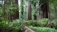 Redwood National Park: Sekvojovcům příbuzné giganty najdeme i při pobřeží severní Kalifornie. Sekvoje vždyzelené sice nejsou tak mohutné jako jejich jižní bratranci, jejich výška z nich však činí nejvyšší stromy světa. Ceněné dřevo sekvojí bylo palivem kalifornské zlaté horečky, a dnes se tak jedná o ohrožený druh. Od počátku minulého století vynakládají ochránci přírody značné úsilí na zachování těchto důležitých zbytků mírných pralesů a součástí této snahy je i národní park Redwood.