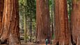 Sequoia National Park: Od malých palem vyschlých pouští jižní Kalifornie se přesuneme do centrální Kalifornie k nejmohutnějším stromům světa – obřím sekvojím, vědeckým jménem sekvojovcům obrovským. V národním parku zasvěceném těmto velikánům najdeme ty nejvýznamnější jedince a populace tohoto ohroženého druhu, který roste pouze na západních svazích pohoří Sierra Nevada. Součástí parku je například Les obrů, kde je k vidění pět z deseti nejmohutnějších stromů světa, včetně toho nejmohutnějšího, který nese jméno generála Shermana.