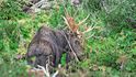 Los americký (Alces americanus) bojuje ve křoví