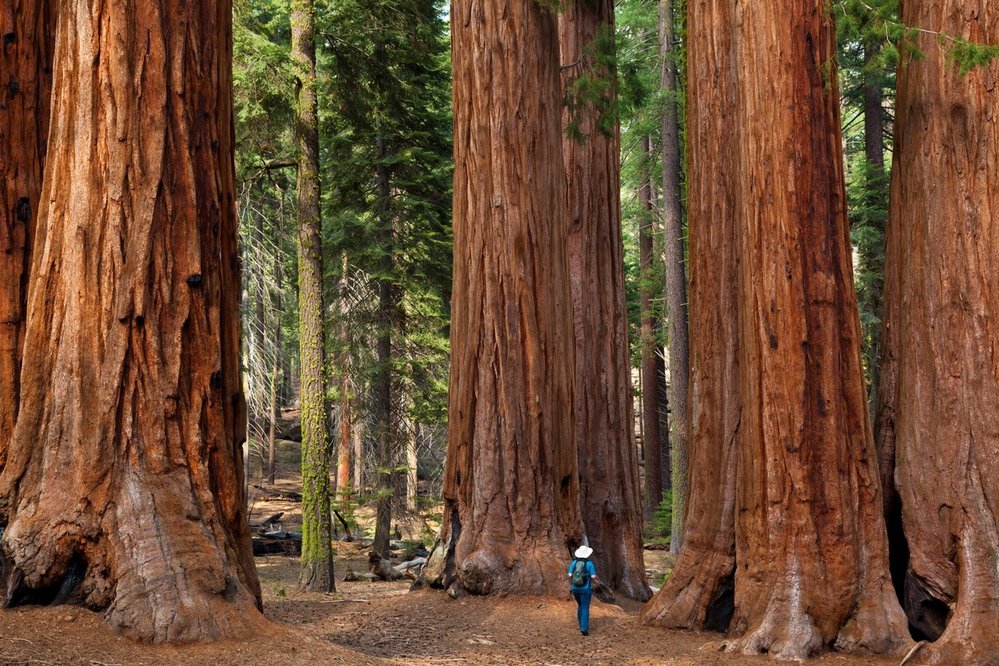 Sequoia National Park: Od malých palem vyschlých pouští jižní Kalifornie se přesuneme do centrální Kalifornie k nejmohutnějším stromům světa – obřím sekvojím, vědeckým jménem sekvojovcům obrovským. V národním parku zasvěceném těmto velikánům najdeme ty nejvýznamnější jedince a populace tohoto ohroženého druhu, který roste pouze na západních svazích pohoří Sierra Nevada. Součástí parku je například Les obrů, kde je k vidění pět z deseti nejmohutnějších stromů světa, včetně toho nejmohutnějšího, který nese jméno generála Shermana.