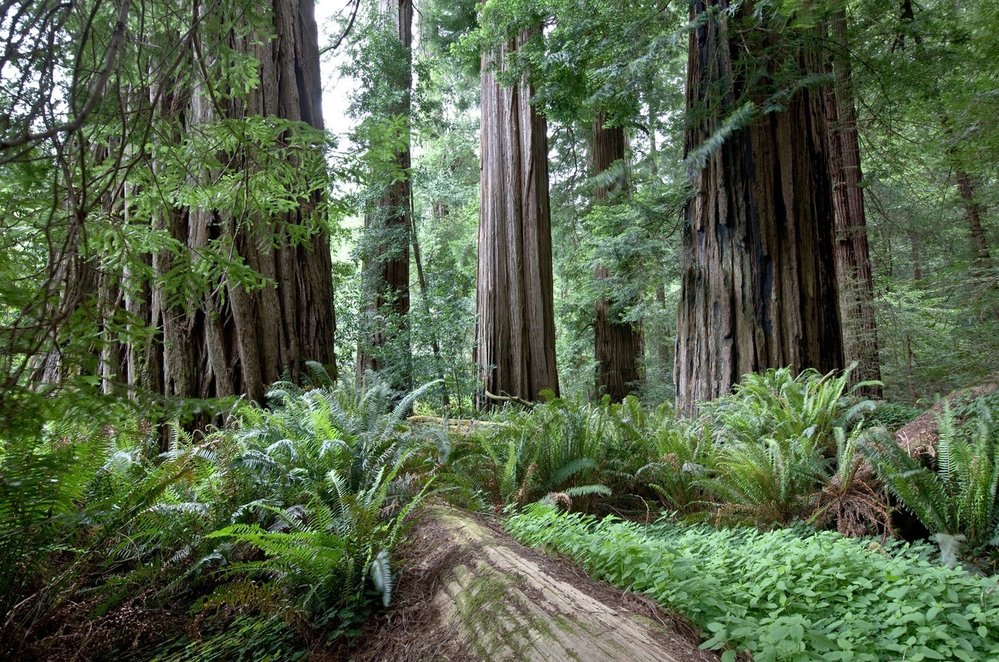 Redwood National Park: Sekvojovcům příbuzné giganty najdeme i při pobřeží severní Kalifornie. Sekvoje vždyzelené sice nejsou tak mohutné jako jejich jižní bratranci, jejich výška z nich však činí nejvyšší stromy světa. Ceněné dřevo sekvojí bylo palivem kalifornské zlaté horečky, a dnes se tak jedná o ohrožený druh. Od počátku minulého století vynakládají ochránci přírody značné úsilí na zachování těchto důležitých zbytků mírných pralesů a součástí této snahy je i národní park Redwood.