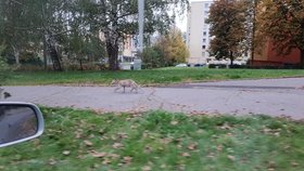 Na sídlišti Krásné Březno se objevilo podivné zvíře