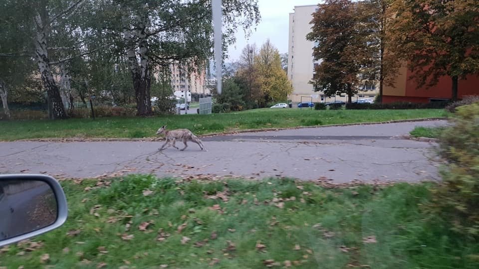 Odborníci ale mají jasno, jde o lišku, která trpí prašivinou.