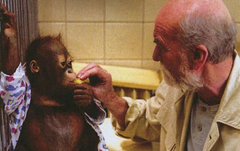 Orangutan Ňuňák si zahrál Ámose ve filmu Dva lidi v zoo. Na snímku s hercem Miroslavem Macháčkem.