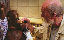 Orangutan Ňuňák zemřel na rakovinu a není výjimka: Jakými lidskými neduhy zvířata trpí?