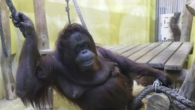 Orangutani v zoo v Ústí nad Labem