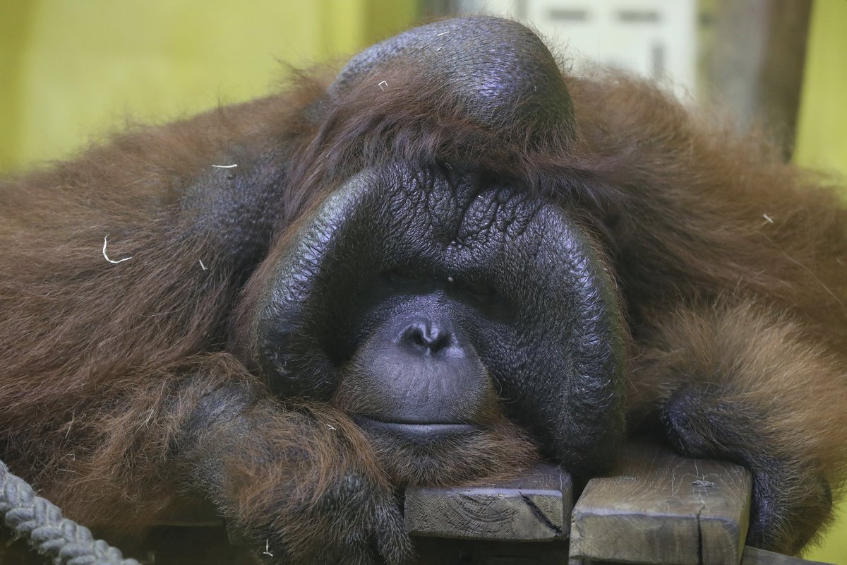 Orangutani v zoo v Ústí nad Labem