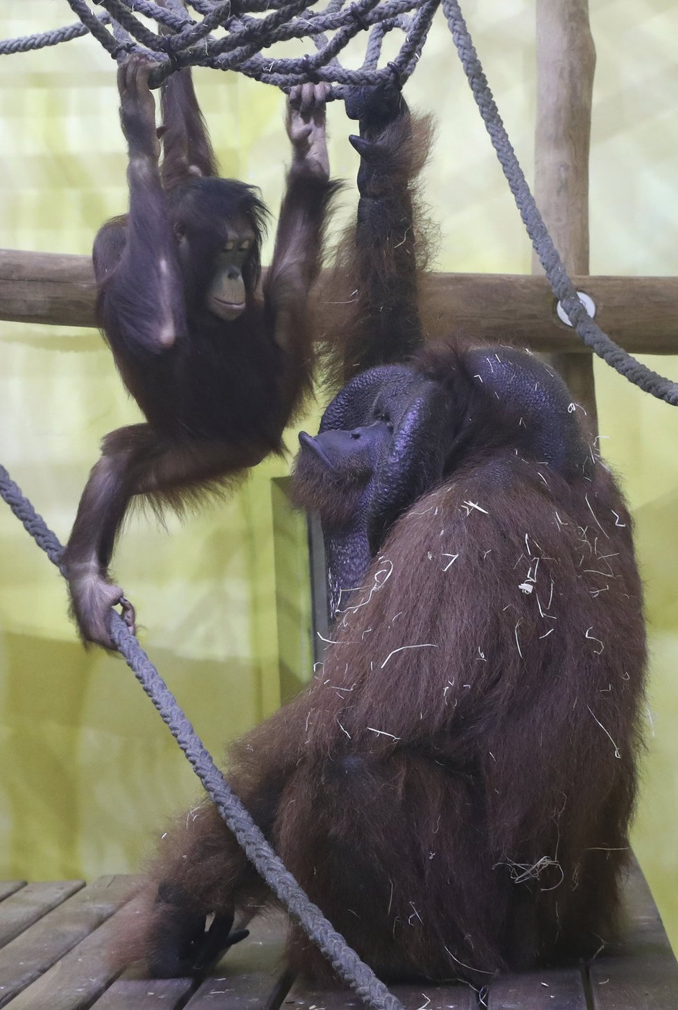 Orangutani v zoo v Ústí nad Labem