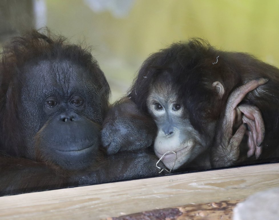 Orangutani v zoo v Ústí nad Labem