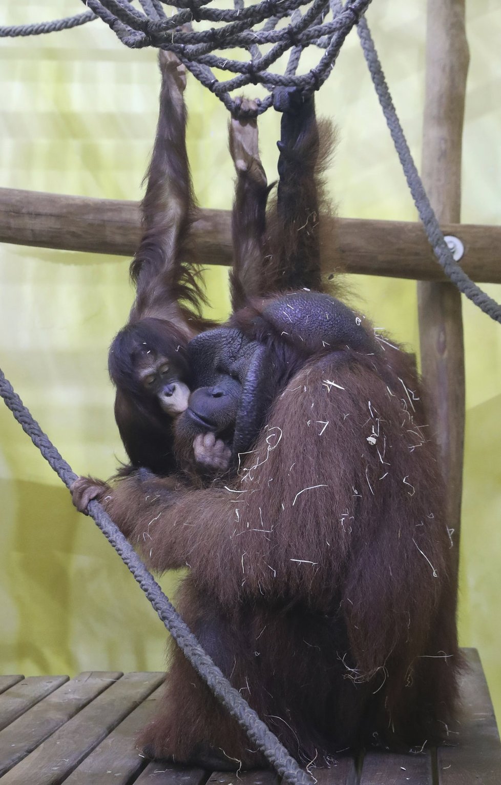 Starší orangutaní dcerka Cantik si přispěchala pro otcovskou pusu.