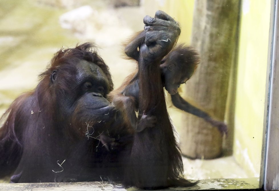 Orangutaní máma se věnuje péči o prcka.