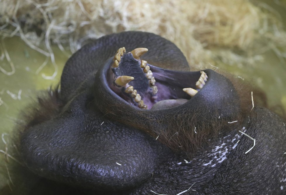 Orangutaní samec Ňuňák na vrcholu blaha.