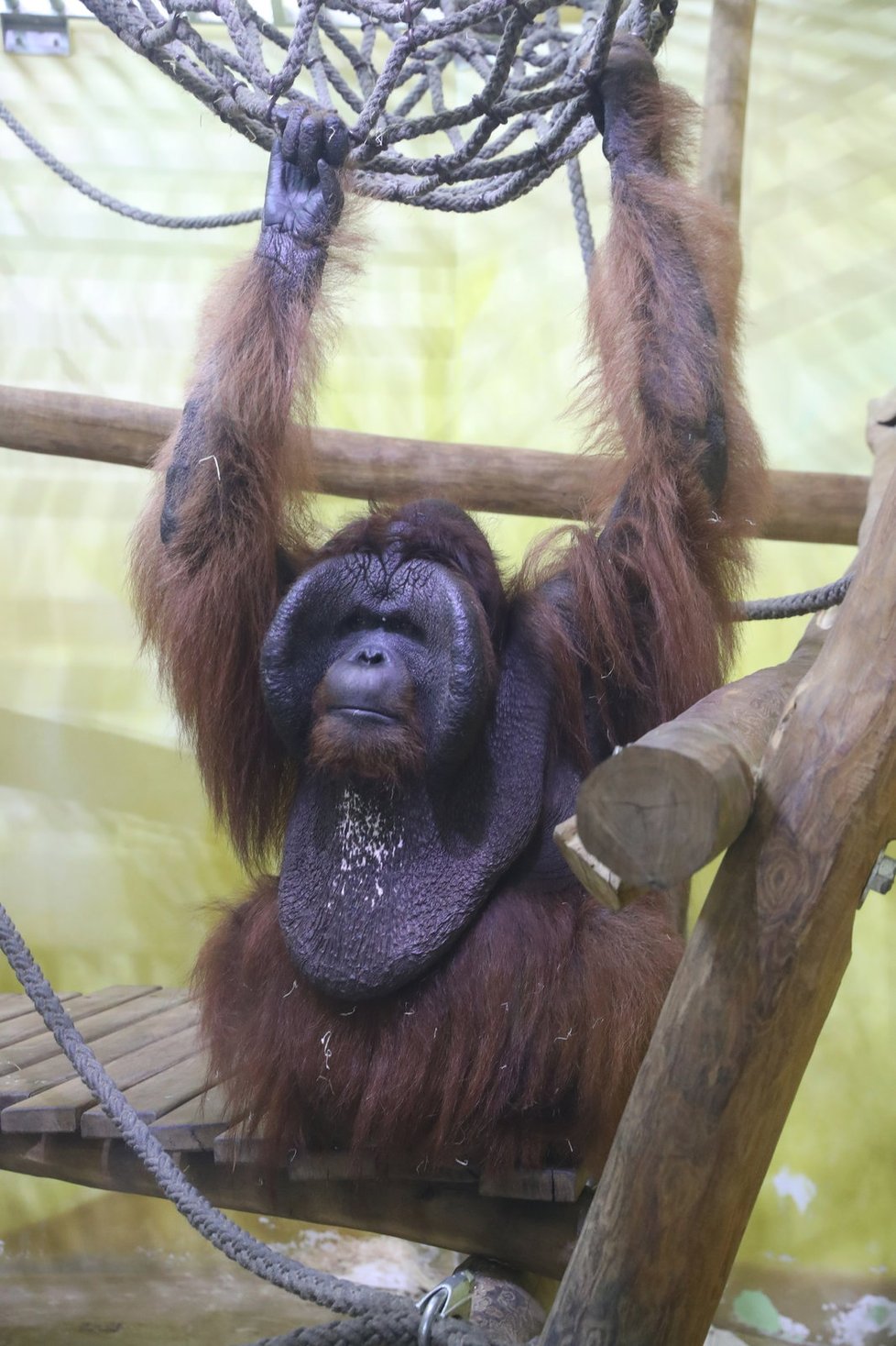 Orangutani v zoo v Ústí nad Labem