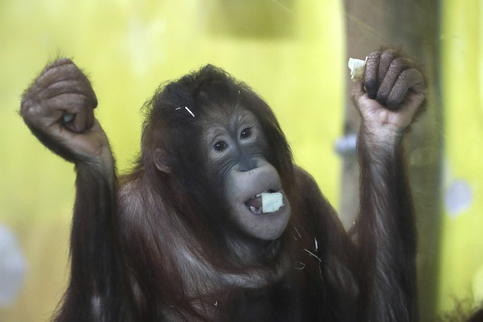 Orangutani v zoo v Ústí nad Labem