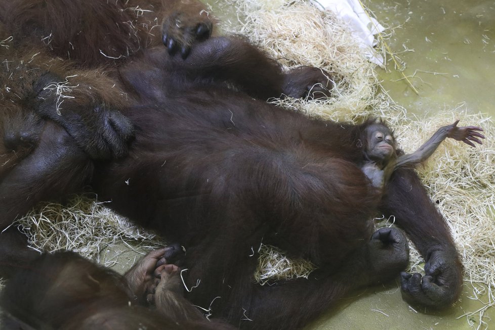 Samice orangutana Ňuninka přijímá Ňuňákovu přízeň, ale mimino z ruky nedá.