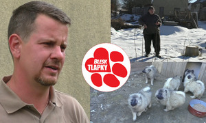 Množína se 130 psy: Přestupek, rozhodla policie. Množitelka vyvázne jen s pokutou 