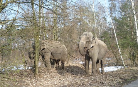 Kladenští policisté měli v lesoparku co dočinění se třemi slony.